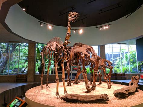 La Brea Tar Pits & Museum - Discover La Mirada California