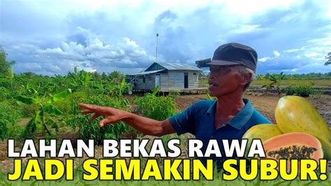 Luar Biasa Perkembangan Lahan Pak Cipto Petani Rantau Di Pemukiman