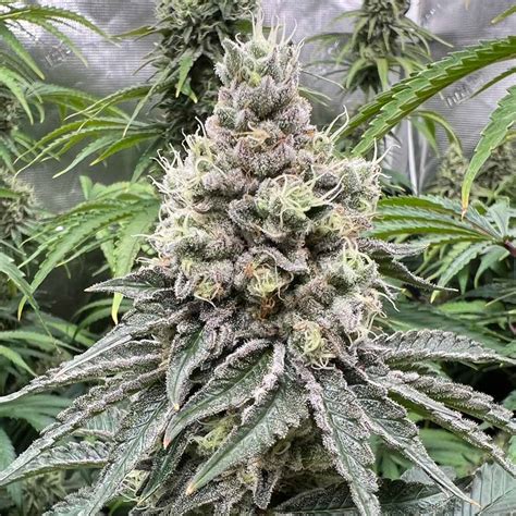 GMO Cookies Seeds Feminized - Available Now