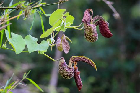 Aristolochia Labiata Willd Museu Do Cerrado