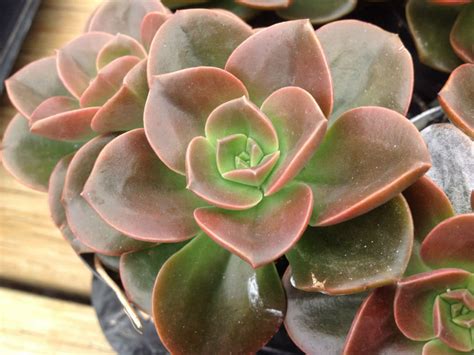 Echeveria Melaco World Of Succulents