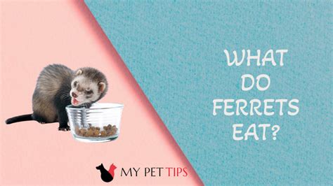 What Do Ferrets Eat A Comprehensive Guide To Feeding Your Pet Ferret