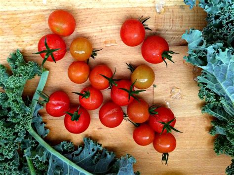 How to Pick the Best Tomato Varieties for Your Garden This Year