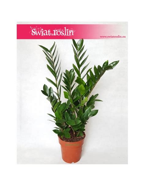 Zamiokulkas Zamiolistny Zamioculcas Zamiifolia Wiat Ro Lin Sklep Z