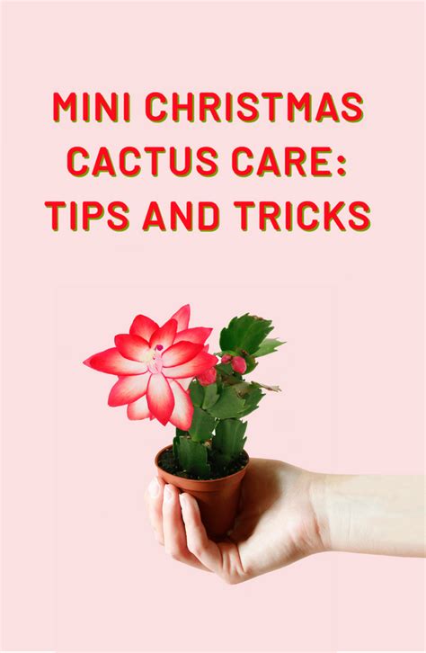 Mini Christmas Cactus Care: Tips And Tricks