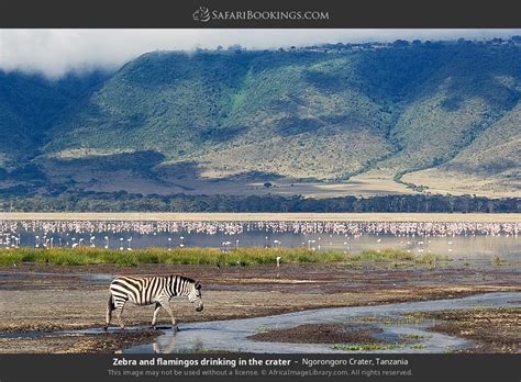 Tanzania Safari 3 Day Serengeti And Ngorongoro Fly In Expendition