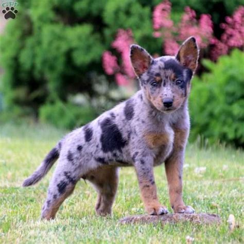 Mia - Blue Heeler Mix Puppy For Sale in Pennsylvania