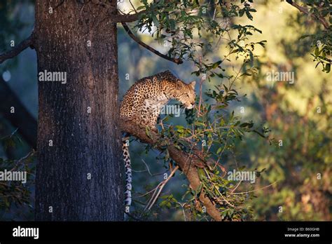 Leopard Panthera Pardus In A Tree Moremi National Park Okavango