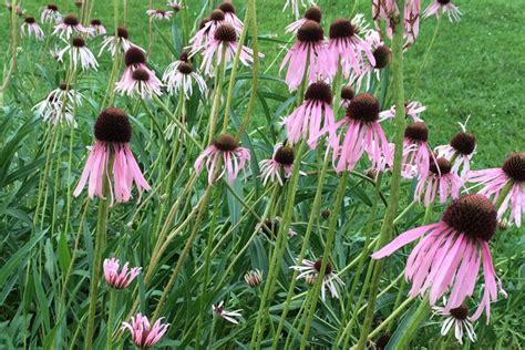 Narrow Leaved Coneflower Echinacea Angustifolia Thomas Jeffersons