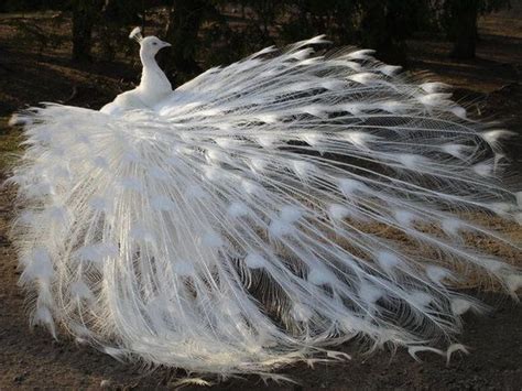 albino peacock - Albino Animals Photo (26936258) - Fanpop