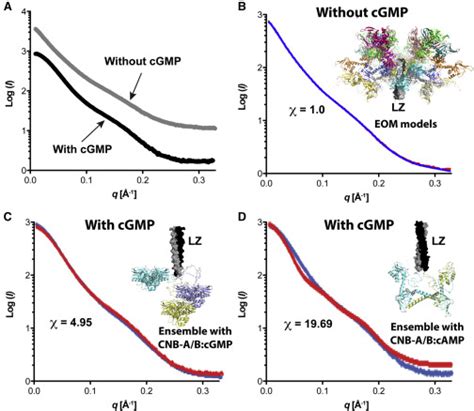 Crystal Structure Of Pkg I Cgmp Complex Reveals A Cgmp Mediated Dimeric