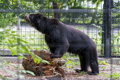 Andean Bear Debuts - Potawatomi Zoo