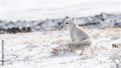 Arctic fox cub (Vulpes lagopus) in autumn snow in Dovre mountains, Norway Stock Photo | Adobe Stock