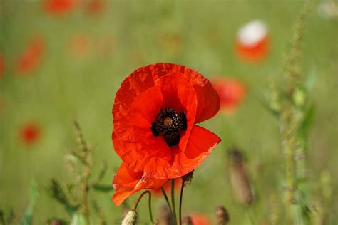 Coquelicot Fleur Rouge Photo Gratuite Sur Pixabay