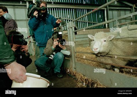 First Cloned Mammal Hi Res Stock Photography And Images Alamy