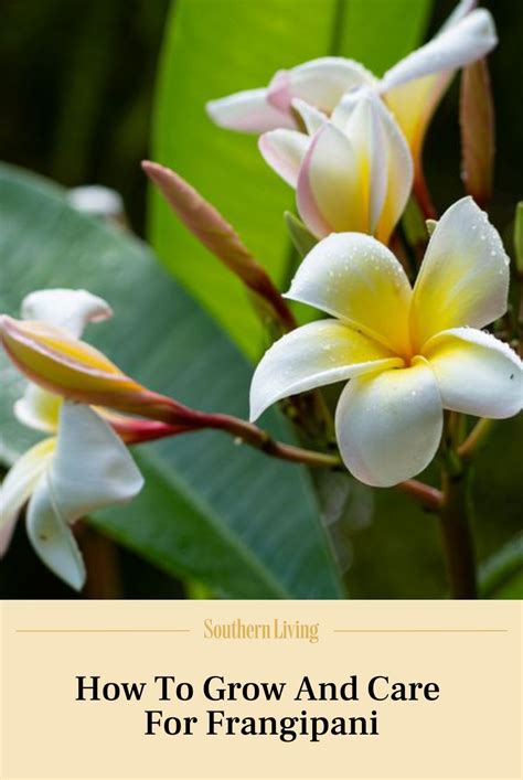 How To Grow Frangipanis Artofit