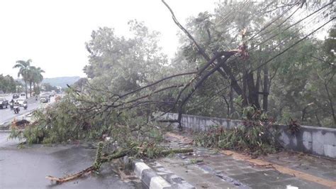 Pohon Tumbang Akibat Angin Kencang Di Jakarta Ada Yang Timpa Kabel