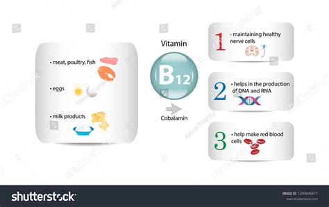 Vitamin B12 Vector Design Vitamin B12 Stock Vector Royalty Free