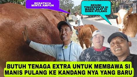 Butuh Tenaga Extra Untuk Membawa Si Manis Pulang Ke Kandang Nya Yang