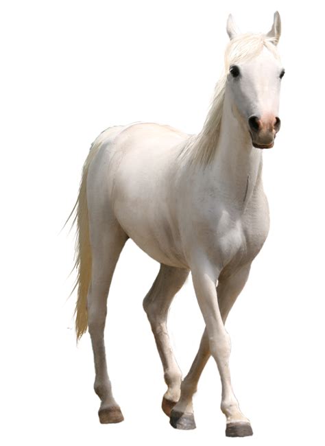 Grey Horse Png Horse Png You Can Download 36 Free Horse Png Images