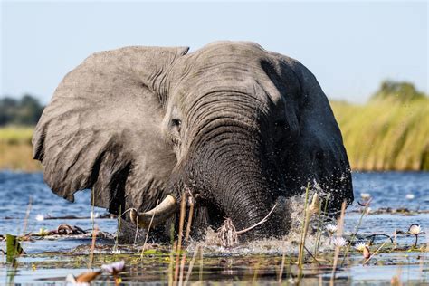 Botswana Tierfotografie Der Meisterklasse Intensive Fotoreise Mit