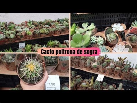 PLANTINHAS NO SAM S CLUB ACHEI CACTO POLTRONA DE SOGRA NO POTE 11