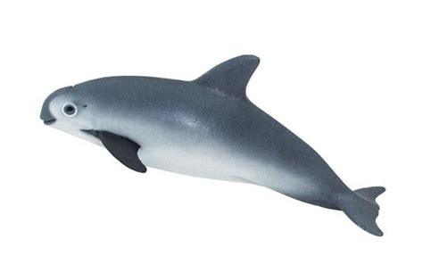 Vaquita Porpoise Model