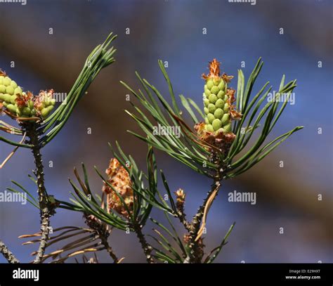 Eastern White Pine Cones Stock Photo - Alamy