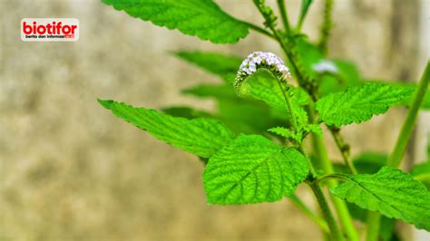 Manfaat Daun Sangket Untuk Kesehatan Tubuh Biotifor