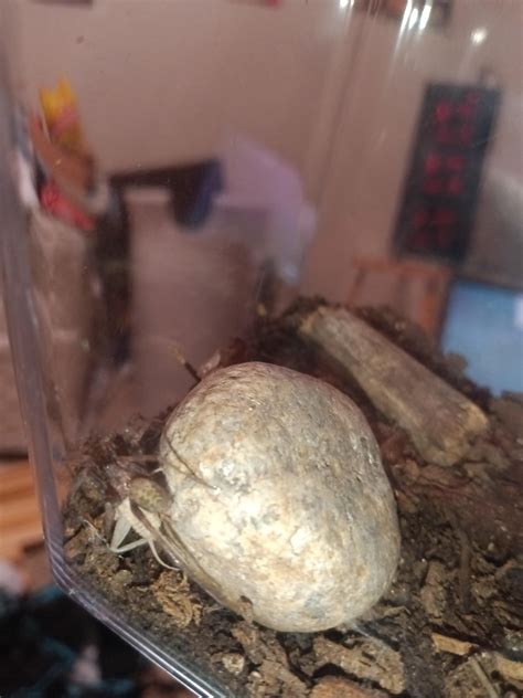 What spider is this? Colorado : r/spiders