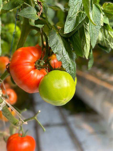 Fresh from the Greenhouse: 4 Ripe Picks to Try from Nature Fresh Farms | Heinen's Grocery Store