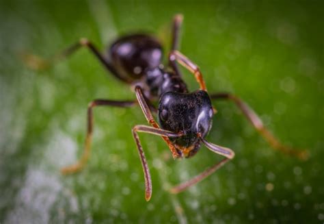 How To Get Rid Of Tiny Ants In The Kitchen Naturally Bugwiz