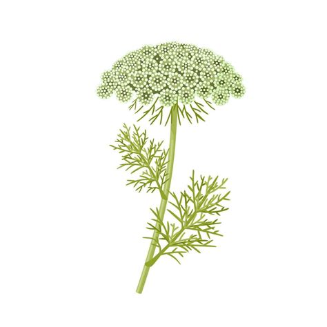 Vector Ilustración Khella O Ammi Visnaga Científico Nombre Visnaga