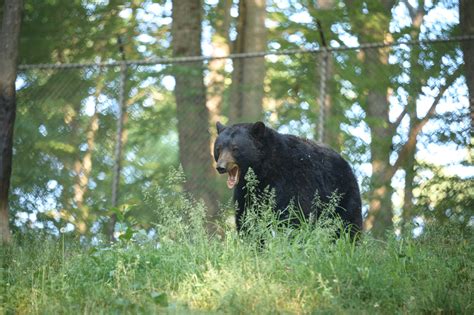 Wva Wildlife Center Celebrates A Century Wv Metronews