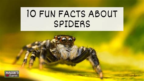 10 Fun Facts About Spiders YouTube