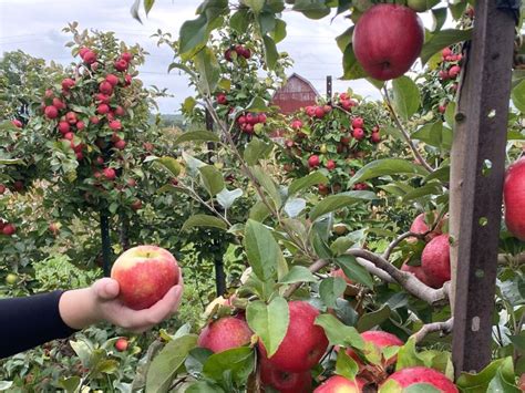 Apple Picking Places 15 Favorite Apple Orchards In West Michigan