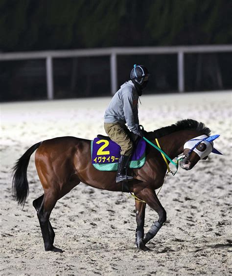 【フェブラリーs】イグナイター反応上々、新子師「状態は今までで一番」／g1追い切り速報 競馬写真ニュース 日刊スポーツ