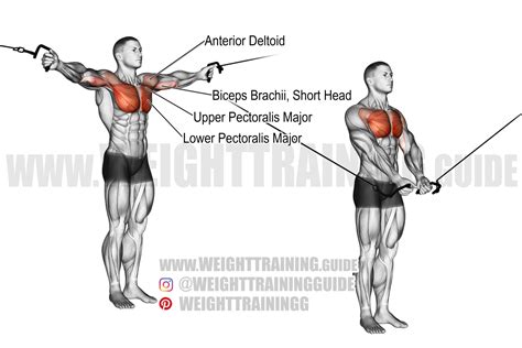 Standing High To Low Cable Fly Exercise Instructions And Video Cable