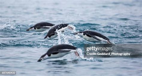 Penguins Antarctica Swimming Photos and Premium High Res Pictures ...