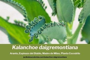 Kalanchoe daigremontiana Aranto Madre de Miles Jardín de Suculentas