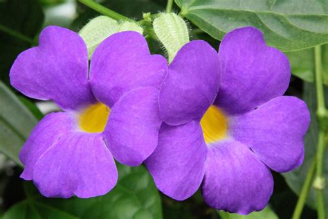 Purple Flowers With Yellow Center Conservatory Of Flowers Flickr