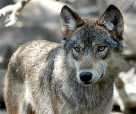 Wisconsin Tribes Sue To Stop Fall Wolf Hunt Courthouse News Service