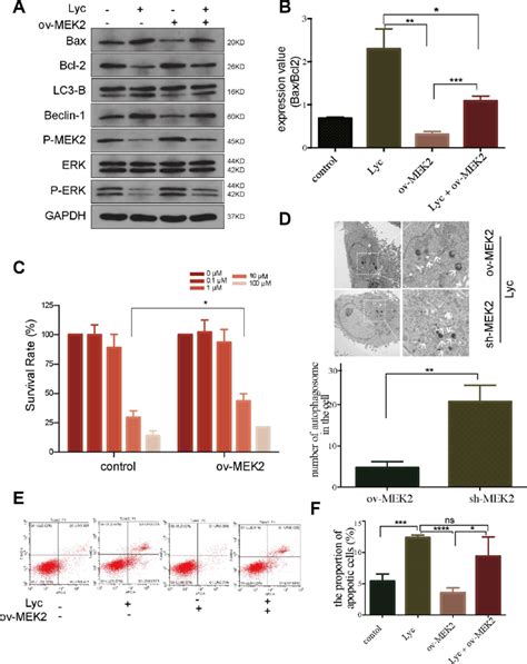 Lycorine Induces Autophagy Associated Apoptosis By Targeting