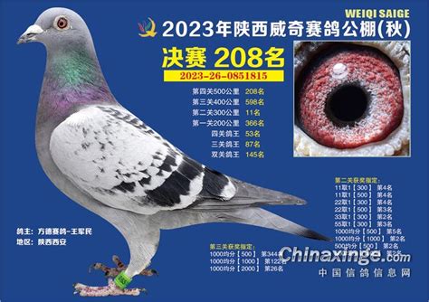 陕西威奇秋棚2023年获奖鸽图集201名 250名 陕西威奇赛鸽秋棚 中信网各地公棚