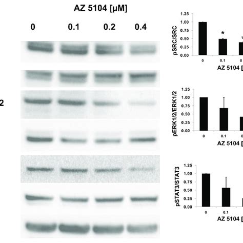 Az Inhibits The Phosphorylation Of Kinases Downstream Of Egfr