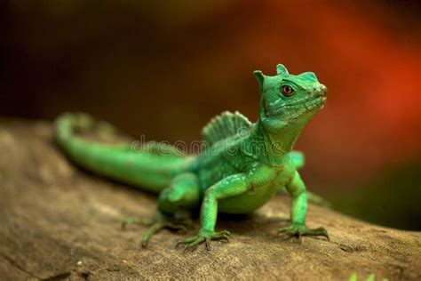 Small Green Lizard Stock Image Image Of Captivity Animal 17580849