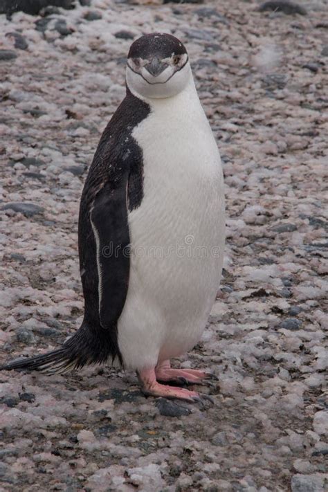 Due Pinguini Di Sottogola Che Riposano In Antartide Immagine Stock