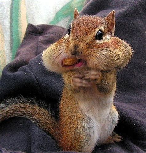 5 Cute Squirrels Storing Food Funny Photos Furry Talk