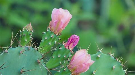 Pink Cactus Flowers 1626708 Stock Video at Vecteezy