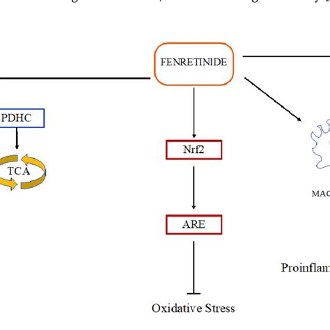 Schematic Diagram Of Fenretinide Activity In Neurological Diseases